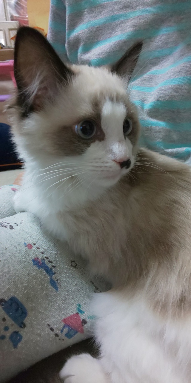 猫好きなのか? 猫好きなのか?
