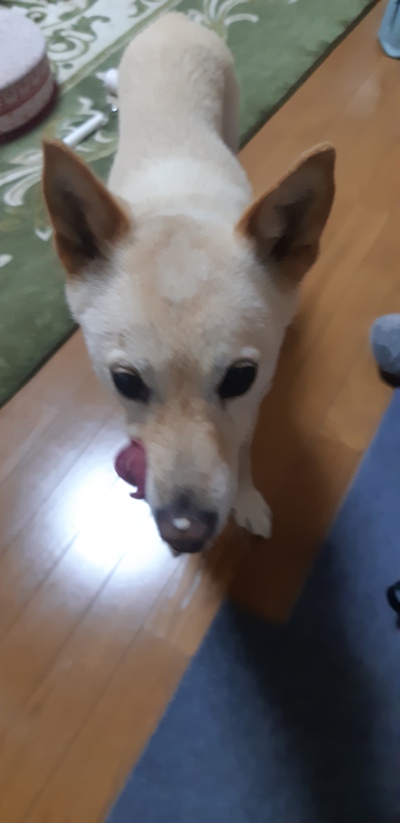 ご飯つぶ ご飯つぶ