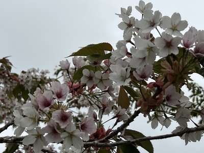 あっけし桜・牡蠣まつり 標津サーモン科学館 麺屋武双 あっけし桜・牡蠣まつり 標津サーモン科学館 麺屋武双