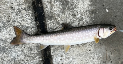 桜・海アメ・投げ釣り 桜・海アメ・投げ釣り
