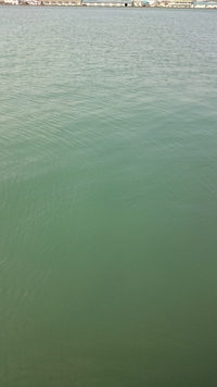 海アメ午後から 海アメ午後から