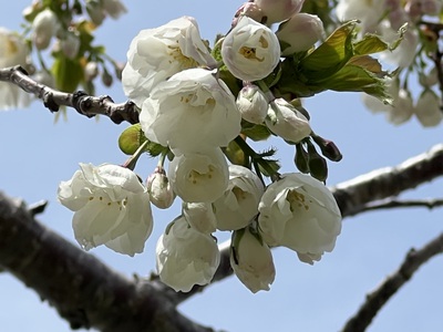 桜・海アメ・投げ釣り 桜・海アメ・投げ釣り