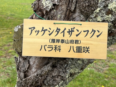 あっけし桜・牡蠣まつり 標津サーモン科学館 麺屋武双 あっけし桜・牡蠣まつり 標津サーモン科学館 麺屋武双