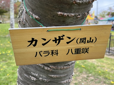 あっけし桜・牡蠣まつり 標津サーモン科学館 麺屋武双 あっけし桜・牡蠣まつり 標津サーモン科学館 麺屋武双