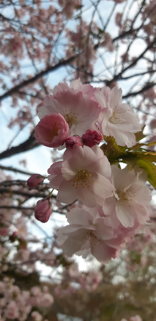 子野日公園 普賢象 子野日公園 普賢象