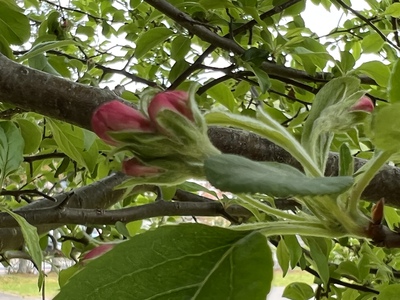 あっけし桜・牡蠣まつり 標津サーモン科学館 麺屋武双 あっけし桜・牡蠣まつり 標津サーモン科学館 麺屋武双
