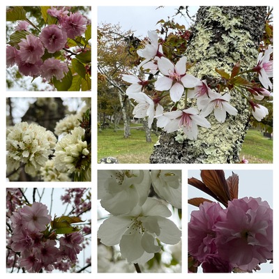 あっけし桜・牡蠣まつり 標津サーモン科学館 麺屋武双 あっけし桜・牡蠣まつり 標津サーモン科学館 麺屋武双