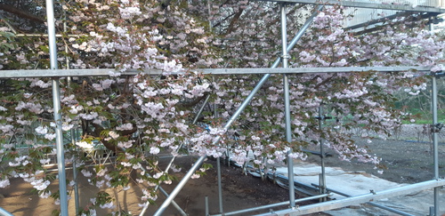 子野日公園 普賢象 子野日公園 普賢象