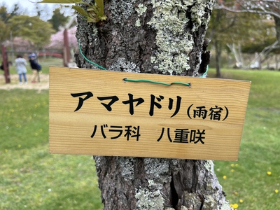 あっけし桜・牡蠣まつり 標津サーモン科学館 麺屋武双 あっけし桜・牡蠣まつり 標津サーモン科学館 麺屋武双