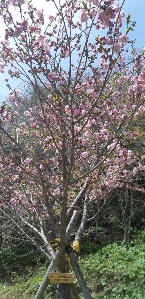 子野日公園 普賢象 子野日公園 普賢象