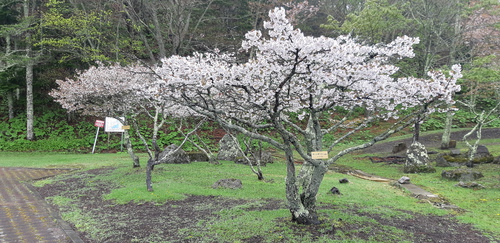 子野日公園 普賢象 子野日公園 普賢象