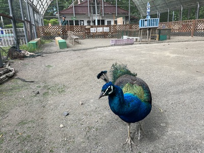 釧路動物園 釧路動物園