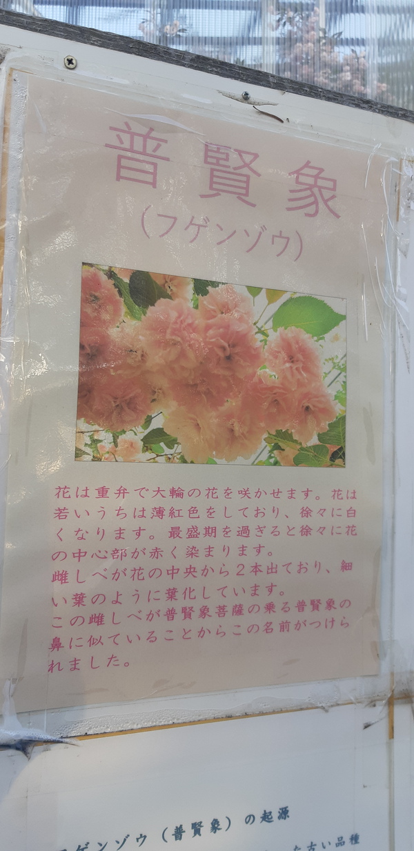 子野日公園 普賢象 子野日公園 普賢象