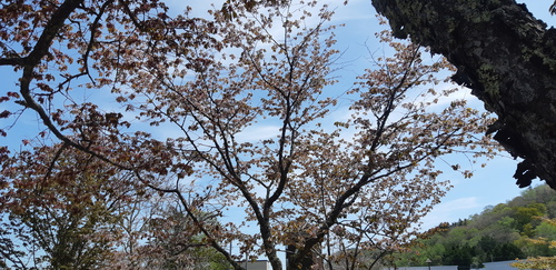 子野日公園 普賢象 子野日公園 普賢象