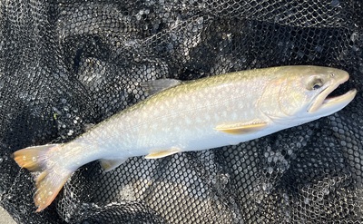 桜・海アメ・投げ釣り 桜・海アメ・投げ釣り