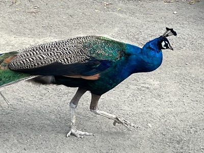 釧路動物園 釧路動物園