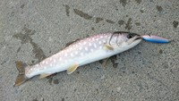 海アメ 海アメ