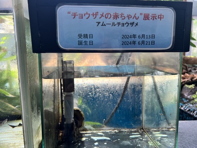 7月3日の記事 7月3日の記事