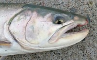 海アメ 海アメ