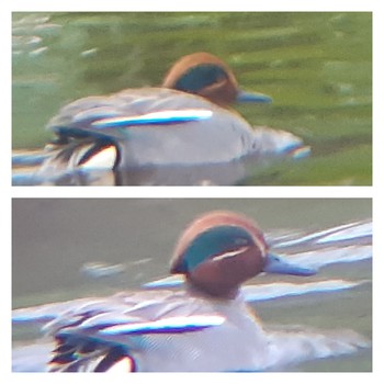 子野日公園 普賢象 子野日公園 普賢象