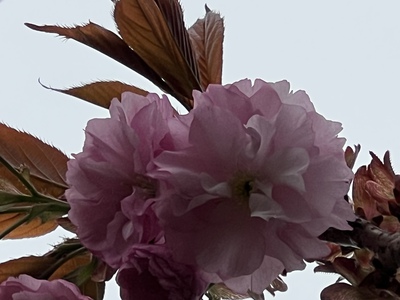 あっけし桜・牡蠣まつり 標津サーモン科学館 麺屋武双 あっけし桜・牡蠣まつり 標津サーモン科学館 麺屋武双