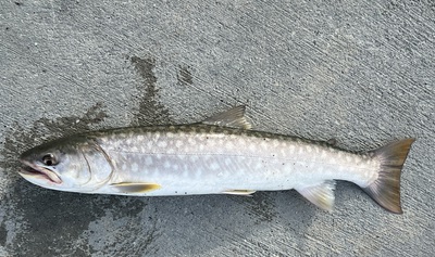 桜・海アメ・投げ釣り 桜・海アメ・投げ釣り