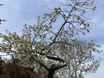 桜・海アメ・投げ釣り 桜・海アメ・投げ釣り