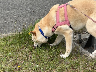 ツンツン?クルクル? ツンツン?クルクル?