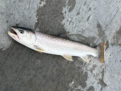 桜・海アメ・投げ釣り 桜・海アメ・投げ釣り