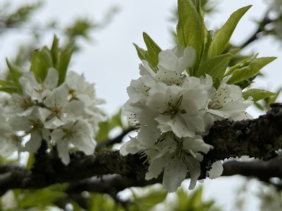 あっけし桜・牡蠣まつり 標津サーモン科学館 麺屋武双 あっけし桜・牡蠣まつり 標津サーモン科学館 麺屋武双