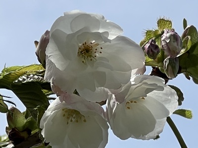 桜・海アメ・投げ釣り 桜・海アメ・投げ釣り