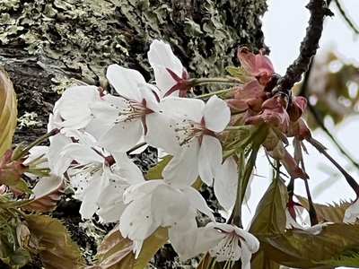 あっけし桜・牡蠣まつり 標津サーモン科学館 麺屋武双 あっけし桜・牡蠣まつり 標津サーモン科学館 麺屋武双