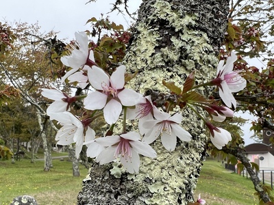 あっけし桜・牡蠣まつり 標津サーモン科学館 麺屋武双 あっけし桜・牡蠣まつり 標津サーモン科学館 麺屋武双