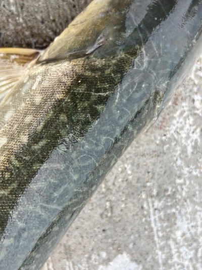 桜・海アメ・投げ釣り 桜・海アメ・投げ釣り