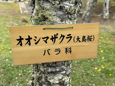 あっけし桜・牡蠣まつり 標津サーモン科学館 麺屋武双 あっけし桜・牡蠣まつり 標津サーモン科学館 麺屋武双