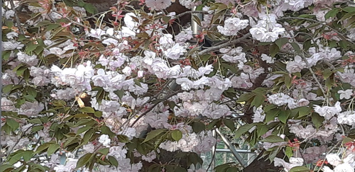子野日公園 普賢象 子野日公園 普賢象