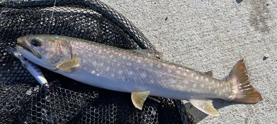 桜・海アメ・投げ釣り 桜・海アメ・投げ釣り