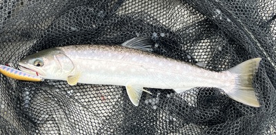 桜・海アメ・投げ釣り 桜・海アメ・投げ釣り