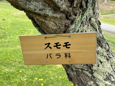 あっけし桜・牡蠣まつり 標津サーモン科学館 麺屋武双 あっけし桜・牡蠣まつり 標津サーモン科学館 麺屋武双