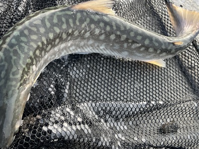 桜・海アメ・投げ釣り 桜・海アメ・投げ釣り