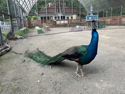 釧路動物園 釧路動物園