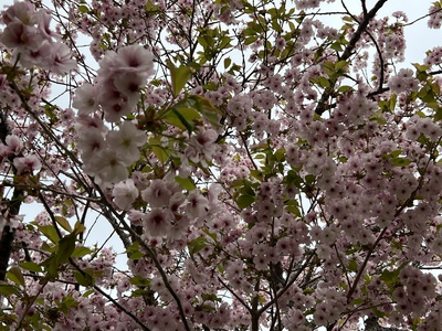 あっけし桜・牡蠣まつり 標津サーモン科学館 麺屋武双 あっけし桜・牡蠣まつり 標津サーモン科学館 麺屋武双