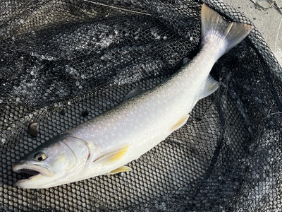 桜・海アメ・投げ釣り 桜・海アメ・投げ釣り