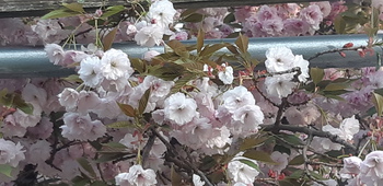 子野日公園 普賢象 子野日公園 普賢象