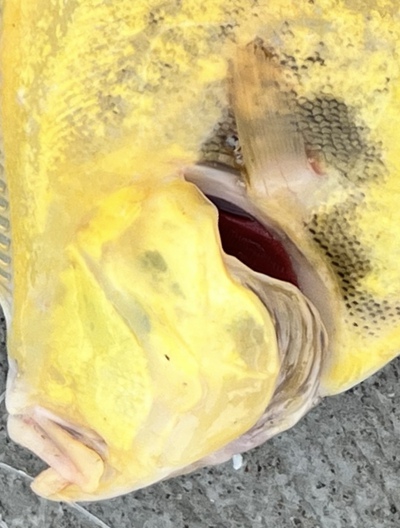 最後の魚 最後の魚