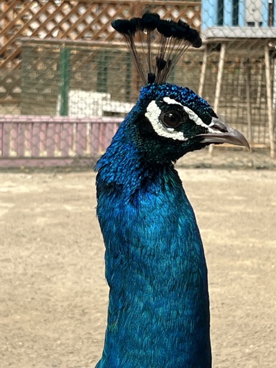 釧路動物園 釧路動物園
