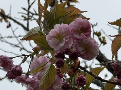 あっけし桜・牡蠣まつり 標津サーモン科学館 麺屋武双 あっけし桜・牡蠣まつり 標津サーモン科学館 麺屋武双