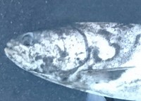 サーフ海アメ サーフ海アメ
