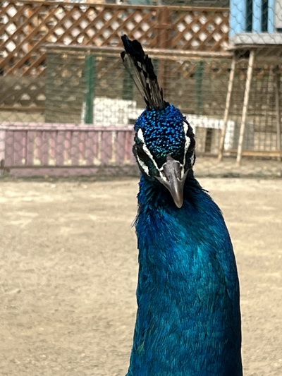 釧路動物園 釧路動物園