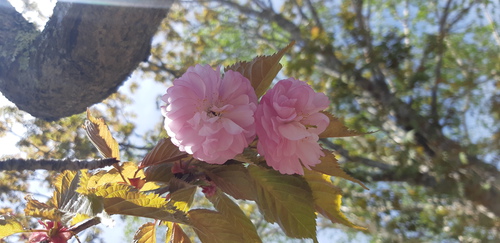 子野日公園 普賢象 子野日公園 普賢象